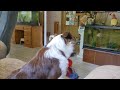 Dog Playtime with Lacy and Maggie, Mini-Aussie & Sheltie, Dogs Playing