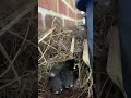 Baby Carolina Wrens Doing the Nest Thing