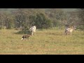 African wild dog pack chasing prey