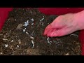 Red Wiggler Bin Feeding & Population Check #vermicompost