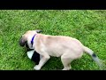 Barkley the English Mastiff at 12 weeks