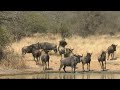 Kudus Race for Survival as Sudden Threat of the Lion | African Wild | Animal Planet India