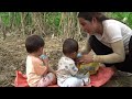 Harvest giant sugar cane to sell - make sticky rice cakes for your children to eat happily with them