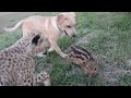 This dog and the cheetah met as children, two years later, they are still inseparable