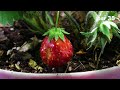Strawberry Flower to Fruit Time-lapse (Aphids Issue)