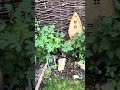 Sunday morning bird song from my garden