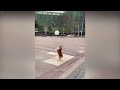 A fun day with silly cat actions 🐱😅 Best Funny Animal Videos 2024 ❤️😂