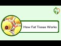 Causes of Insulin Resistance: The Personal Fat Threshold