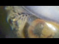 Watching A Larger Water Snail Eat Algal Strands