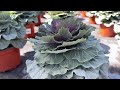 Fall mums, peppers and cabbage_WA 10.13.23