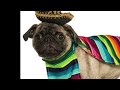 Mexican Pug