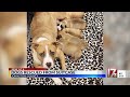 Dogs rescued from suitcase in Johnston County