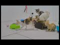 ❤️ Best Cats Videos 😘 Funny And Cute Animal Videos 2024 😆