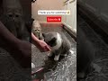 Cat Knows More Tricks than Many Dogs