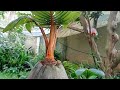 RUTINITAS PERAWATAN BONSAI KELAPA HIBPRIDA 🌴🌴