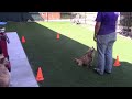 Rusty Retrieving Thrown Dumbbell #1, Dog Scout Badge, June 2016
