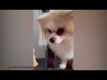 from @FCDfunny channel FUNNIEST VIDEO CATS & DOGS 2024🐶🐱 | BEST VIDEO ANIMALS EP 3😍😂