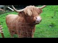 Highland Cows