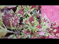 Coleus Fantastik, Coleus scutellarioides,Coleus decurrens Gürke, Колеус Фантастик, #coleus