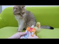 Cat and Duckling have breakfast together