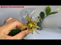 #95 3 Easy Ways to Propagate ZZ PLANT from Cuttings | Zamioculcas Zamiifolias Propagation