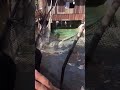 Amaro en Buin Zoo con el cocodrilo