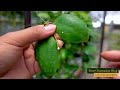 How we Propagate - ft. Hoya latifolia (Sarawak)