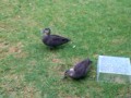 Ducks eating at my home