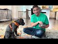 How to Train ANY Dog to COME When Called NOW! Choosing You Over Distractions