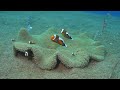 Best of diving in the Philippines - Anilao (HD)