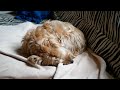 Casper sleep barking