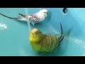 4 Ways to Bathe a Budgie