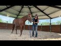 How To Catch A HorsePower Horse Using a Rope Halter - Volunteer Training Video