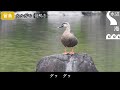 (SUB) Singing Birds - 47 species in Japan - Species names are shown in the subtitles / video for cat