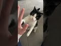 Tricks with my cat Fly