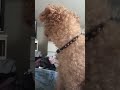 Simba, my cuddly toy poodle