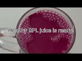 Detoxification day2 - 1 PM - BPL juice || healthy & tasty beetroot| 2 days detoxification by habuild