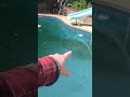 Opening The Pool! spring 24 ,Part one of two ,.Copyright SGB LLC