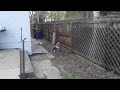 Cute Beagle Video Climbing a Fence to Catch Squirrel