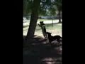 My Dog Climbs Trees