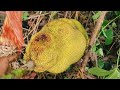 Jharkhand ka sabse bada kathal झारखंड का सबसे बड़ा कटहल jackfruit Jackfruit balogs valog video yt 50