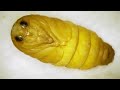 Silkworms Spin Cocoons That Spell Their Own Doom | Deep Look