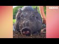 Wild Boar Who Couldn’t Move For A Week Demands Belly Rubs Now | The Dodo Comeback Kids