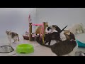 Funniest Cats and Dogs Videos 😂 Funny Videos Compilation 😅🤣