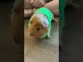 Just a Guinea pig in a sweater