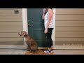 Hunting Dog Obedience.  Steve, a 6 month old Weimaraner, before and after obedience training