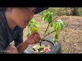 New ideas for propagate mango trees in watermelon get fruit 100% faster using these simple methods