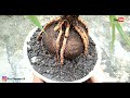 HOW TO MAKE COCONUT BONSAI EASILY