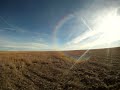 Blitz and Dakota Pheasant Hunting