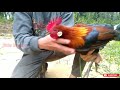 Pikat betina ayam hutan menggunakan pikat F1 || red jungle fowl